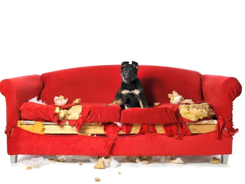 Desperfectos en la vivienda por una mascota